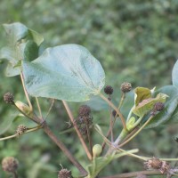 Adina cordifolia (Roxb.) Brandis